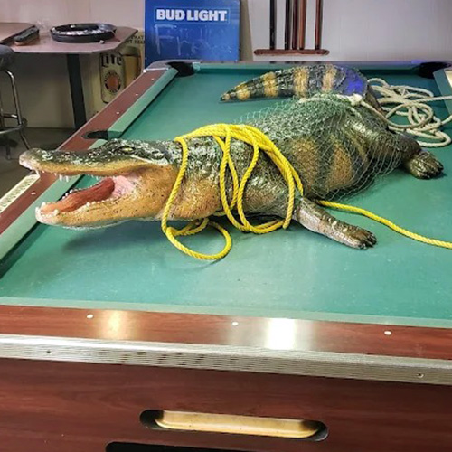Our mascot Oswald the alligator